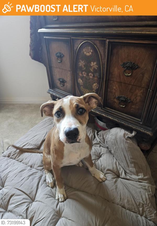 Found/Stray Female Dog last seen Sunset ridge park, Victorville, CA 92392