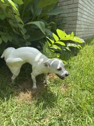 Reunited Male Dog last seen Melrose with Custer, Richardson, TX 75080
