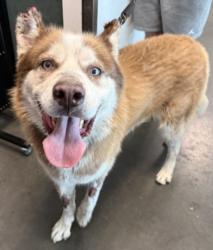 Shelter Stray Male Dog last seen , West Valley Animal Shelter, 20655 Plummer St, Chatsworth, CA 91311, USA