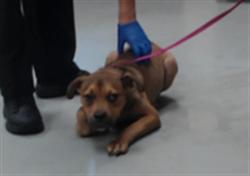 Shelter Stray Male Dog last seen Near BLOCK TRADE ST, FAYETTEVILLE NC 28306, 4704 Corporation Dr, Fayetteville, NC 28306, USA