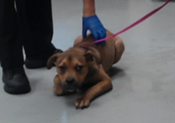 Shelter Stray Male Dog last seen Near BLOCK TRADE ST, FAYETTEVILLE NC 28306, 4704 Corporation Dr, Fayetteville, NC 28306, USA