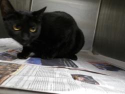 Shelter Stray Male Cat last seen , 11361 W Pico Blvd, Los Angeles, CA 90064, USA