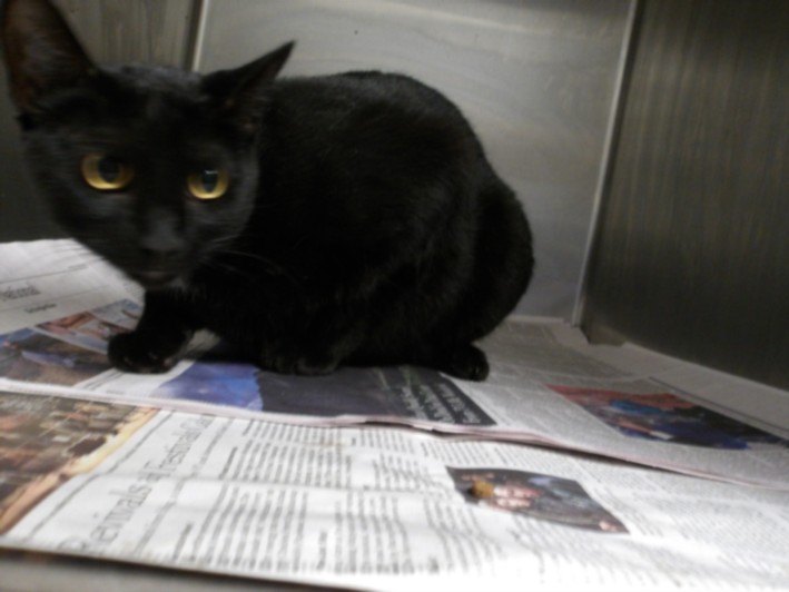Shelter Stray Male Cat last seen , 11361 W Pico Blvd, Los Angeles, CA 90064, USA