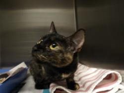 Shelter Stray Female Cat last seen , 11361 W Pico Blvd, Los Angeles, CA 90064, USA