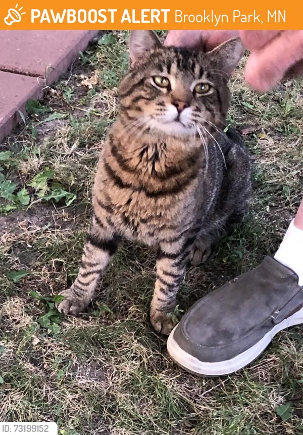 Found/Stray Male Cat last seen 64th and W. Broadway, Brooklyn Park, MN 55428