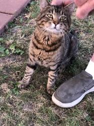 Found/Stray Male Cat last seen 64th and W. Broadway, Brooklyn Park, MN 55428