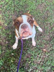 Shelter Stray Female Dog last seen CHARLOTTE, 8315 Byrum Dr, Charlotte, NC 28217, USA