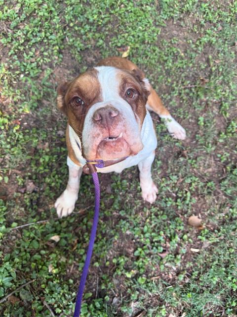Shelter Stray Female Dog last seen CHARLOTTE, 8315 Byrum Dr, Charlotte, NC 28217, USA
