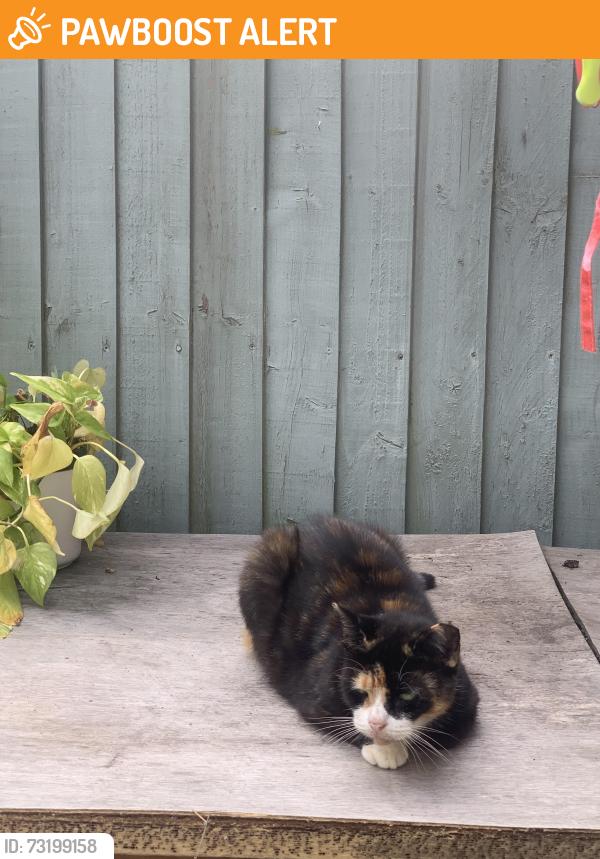 Found/Stray Unknown Cat last seen Wood end road, Clayton-le-Woods, England 