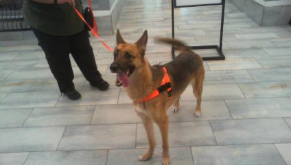 Shelter Stray Male Dog last seen CHARLOTTE, 8315 Byrum Dr, Charlotte, NC 28217, USA