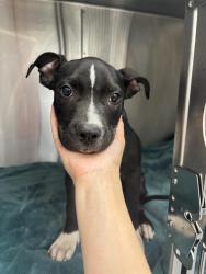 Shelter Stray Male Dog last seen Near, 2600 S Harding St, Indianapolis, IN 46221, USA