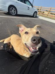 Shelter Stray Female Dog last seen Near, 2600 S Harding St, Indianapolis, IN 46221, USA