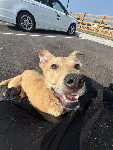 Shelter Stray Female Dog last seen Near, 2600 S Harding St, Indianapolis, IN 46221, USA