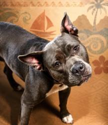 Shelter Stray Female Dog last seen Near BLOCK BRIDIER, 2020 Forest St, Jacksonville, FL 32204, USA
