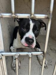 Shelter Stray Male Dog last seen Near, 2600 S Harding St, Indianapolis, IN 46221, USA