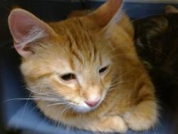 Shelter Stray Unknown Cat last seen , 2811 SE 29th St, Oklahoma City, OK 73129, USA