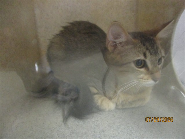 Shelter Stray Unknown Cat last seen , 2811 SE 29th St, Oklahoma City, OK 73129, USA