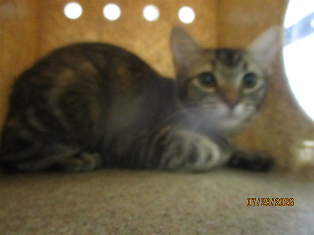 Shelter Stray Unknown Cat last seen , 2811 SE 29th St, Oklahoma City, OK 73129, USA