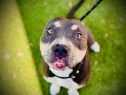 Shelter Stray Female Dog last seen , 2769 Conroy Rd, Orlando, FL 32839, USA
