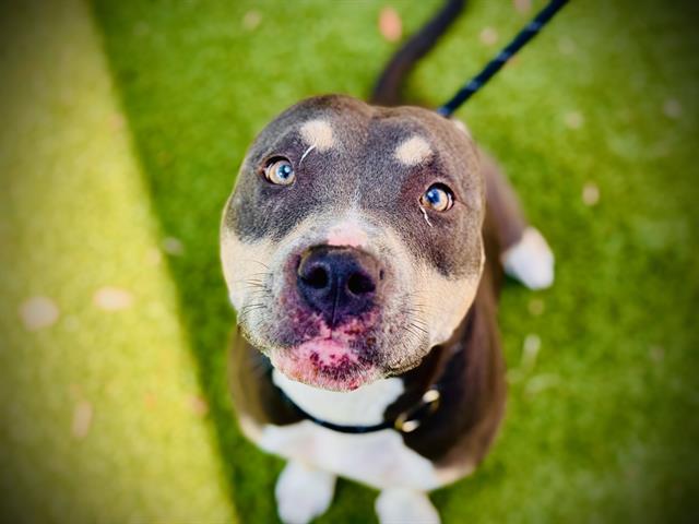 Shelter Stray Female Dog last seen , 2769 Conroy Rd, Orlando, FL 32839, USA