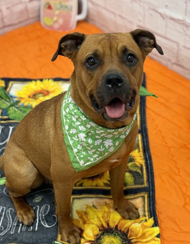 Shelter Stray Female Dog last seen Near BLOCK GRATIOT AVE, DETROIT MI 48205, 7401 Chrysler Dr, Detroit, MI 48211, USA
