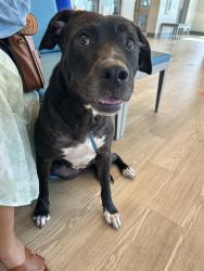 Shelter Stray Female Dog last seen MANVEL RD, 8311 Freedom Dr, Pearland, TX 77581, USA
