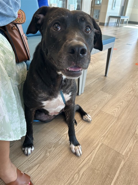 Shelter Stray Female Dog last seen MANVEL RD, 8311 Freedom Dr, Pearland, TX 77581, USA