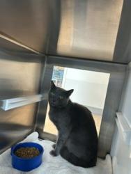 Shelter Stray Male Cat last seen TIMBER CREEK, 8311 Freedom Dr, Pearland, TX 77581, USA
