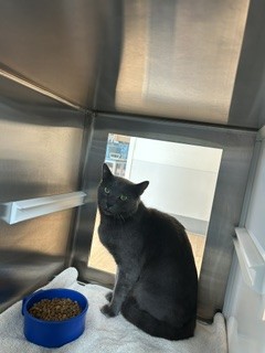 Shelter Stray Male Cat last seen TIMBER CREEK, 8311 Freedom Dr, Pearland, TX 77581, USA