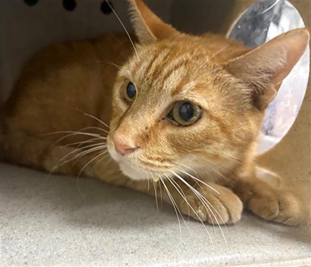 Shelter Stray Male Cat last seen , 600 Aviation Dr, Camarillo, CA 93010, USA