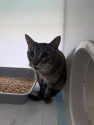 Shelter Stray Male Cat last seen Near BLK CALIFORNIA AV BAKERSFIELD,CA, 201 S Mt Vernon Ave, Bakersfield, CA 93307, USA