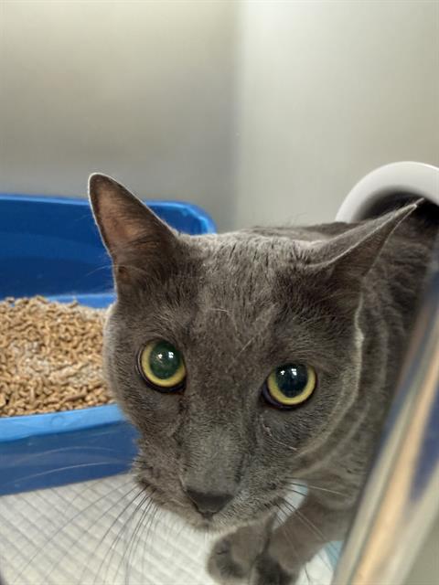 Shelter Stray Male Cat last seen Near BLK CALIFORNIA AV BAKERSFIELD,CA, 201 S Mt Vernon Ave, Bakersfield, CA 93307, USA