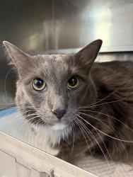 Shelter Stray Male Cat last seen Near BLK CALIFORNIA AV BAKERSFIELD,CA, 201 S Mt Vernon Ave, Bakersfield, CA 93307, USA