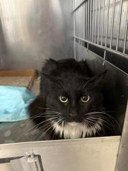Shelter Stray Female Cat last seen Near BLK CALIFORNIA AV BAKERSFIELD,CA, 201 S Mt Vernon Ave, Bakersfield, CA 93307, USA