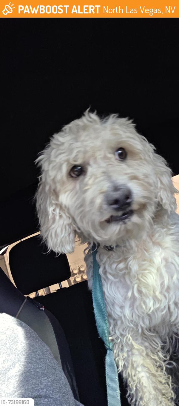 Found/Stray Male Dog last seen Cheyenne , panda express, North Las Vegas, NV 89030