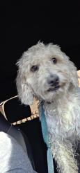 Found/Stray Male Dog last seen Cheyenne , panda express, North Las Vegas, NV 89030