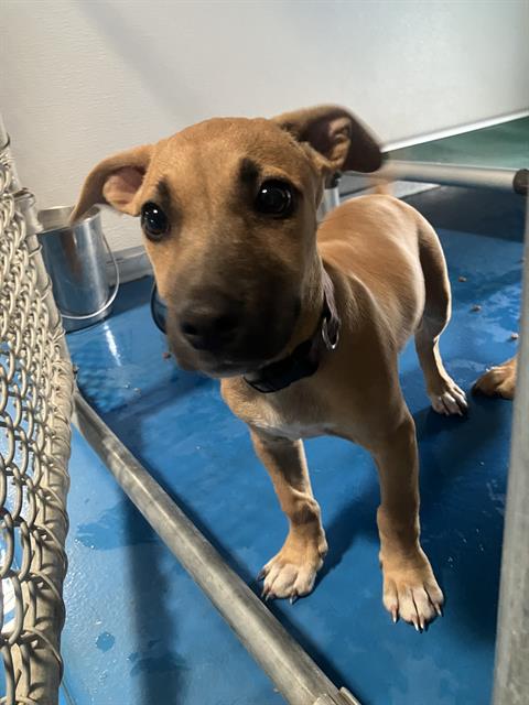 Shelter Stray Female Dog last seen Near BLK 19TH ST BAKERSFIED,CA, 201 S Mt Vernon Ave, Bakersfield, CA 93307, USA