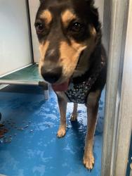 Shelter Stray Female Dog last seen Near BLK 19TH ST BAKERSFIED,CA, 201 S Mt Vernon Ave, Bakersfield, CA 93307, USA