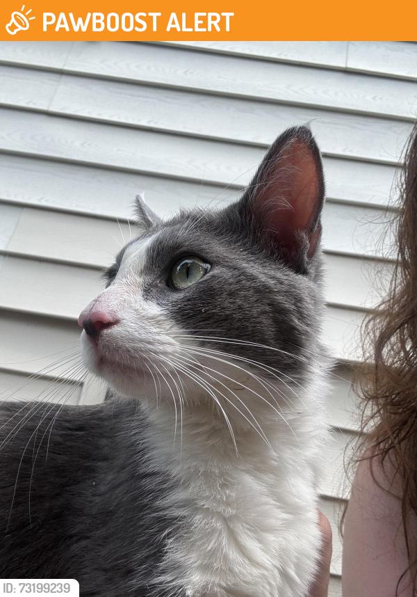 Found/Stray Male Cat last seen South St. Paul mn, South Saint Paul, MN 55075