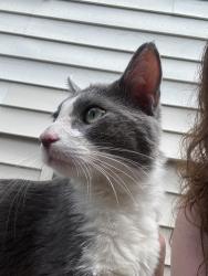 Found/Stray Male Cat last seen South St. Paul mn, South Saint Paul, MN 55075