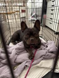 Found/Stray Male Dog last seen Stonegate Drive, West Hills, Los Angeles, CA 91304