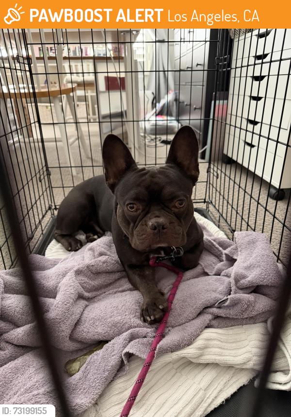 Found/Stray Male Dog last seen Stonegate Drive, West Hills, Los Angeles, CA 91304