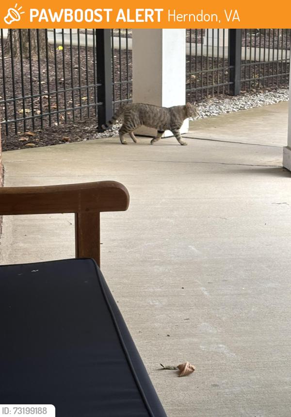 Found/Stray Male Cat last seen Grace Street, Herndon, VA 20170