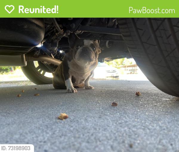 Reunited Female Dog last seen El vista and yosemite avw, Modesto, CA 95354