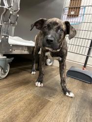 Reunited Male Dog last seen Grant and cypress rosehill, Cypress, TX 77433