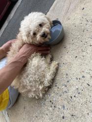 Found/Stray Male Dog last seen 9th & Dickinson Philadelphia Pa 19147, Philadelphia, PA 19147