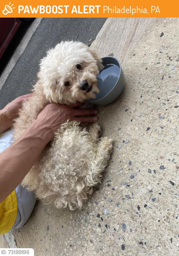 Found/Stray Male Dog last seen 9th & Dickinson Philadelphia Pa 19147, Philadelphia, PA 19147