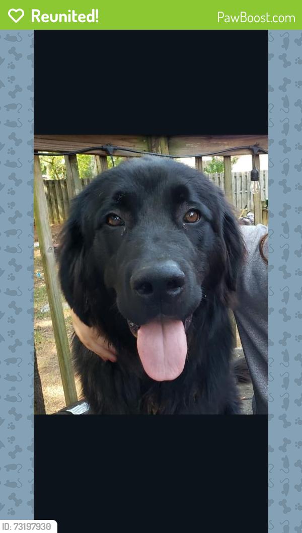 Reunited Male Dog last seen Hampton road lyman sc, Lyman, SC 29365