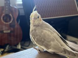 Lost Female Bird last seen Between 800 building and 600 buildings ng, West Linn, OR 97068
