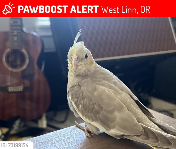 Lost Female Bird last seen Between 800 building and 600 buildings ng, West Linn, OR 97068